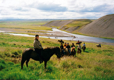 Iceland-East and South-Eastern Symphony - Horses and Puffins